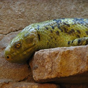 Solomon Islands skink @ zoo Jihlava