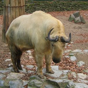 Golden Takin @ zoo Liberec