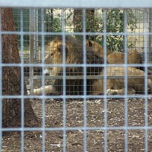 A pair of Lions  Darling Downs Zoo  march 2008