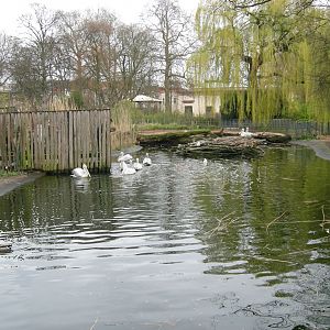 Dalmatian pelican exhibit