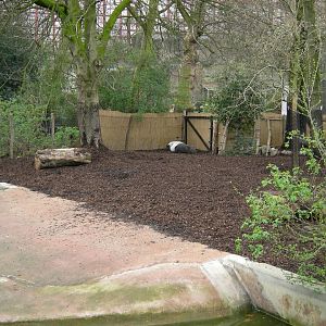 Malayan tapir exhibit