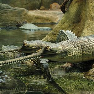 Gharials @ Prague zoo