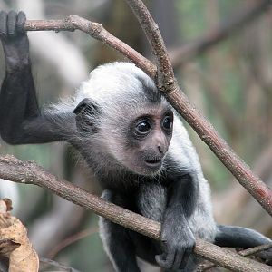 Angolan Colobus @ Dvur Kralove