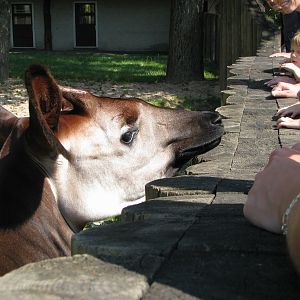 Okapi @ Dvur Kralove