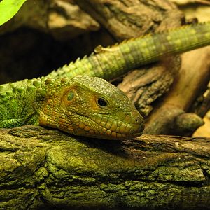 Caiman Lizard @ Prague zoo