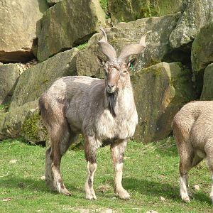 Turkmenian Markhor (Capra falconeri heptneri) at Blackpool Zoo