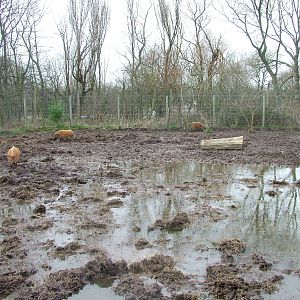 Red River Hog enclosure at Blackpool Zoo