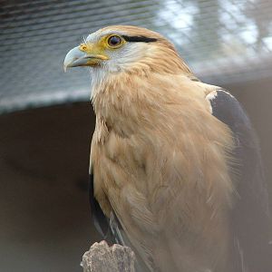 Yellow-headed Caracara (Milvago chimachima) at Cotswold Falconry Centre