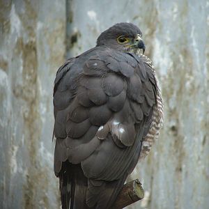 African Goshawk (Accipiter tachiro) at Cotswold Falconry Centre