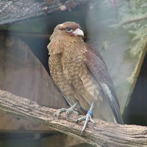 Chimango Caracara (Milvago chimango) at Cotswold Falconry Centre