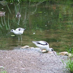 Hybrids of Black-winged Stilt and Pied Avocet at NaturZoo Rheine