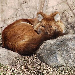 Asiatic Dhole