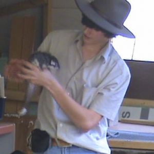 Humbug Scrub Wildlife Presentations - Ringtail Possum