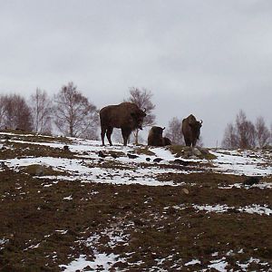 European bison at the HWP