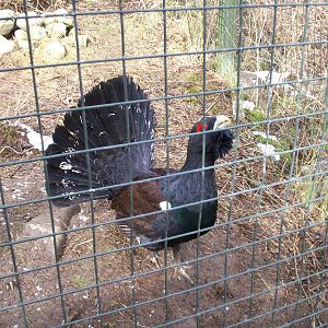 Capercaillie at HWP