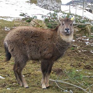 Chinese grey goral at HWP