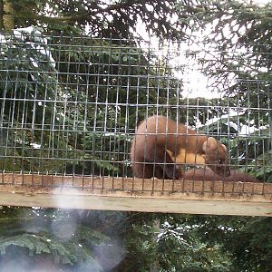 Pine marten at HWP