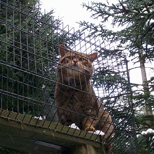 Scottish wilcat at HWP