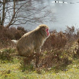 Japanese macaque at HWP
