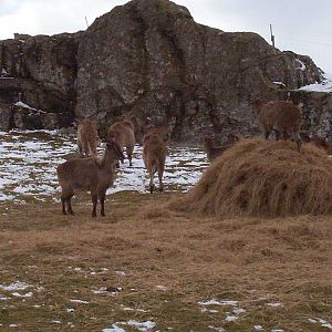 Himalayan Tahr herd at HWP