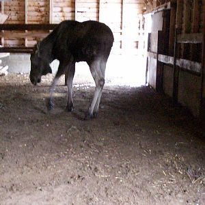 European elk in its stable at HWP