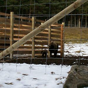 Newborn Mishmi takin at HWP