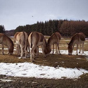 Kiang herd at HWP