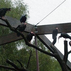 Southern Bald Ibis (Geronticus calvus) at Vogelpark Walsrode