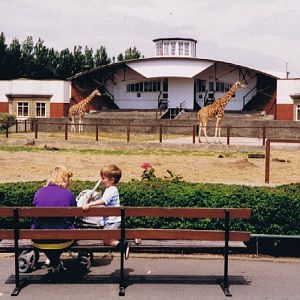 Giraffe. Blackpool 1993.