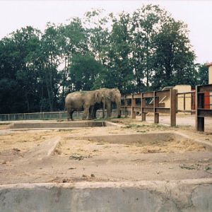 Flamingo Land Zoo, Elephants, 1990