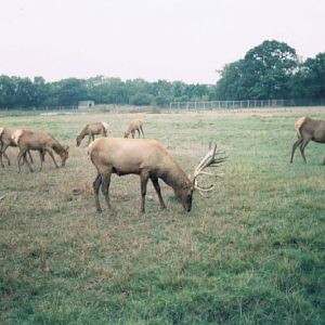 Deer at Flamingo Land 1990