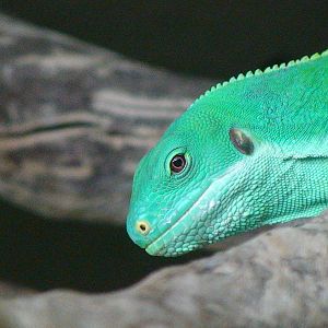 Fiji banded iguana