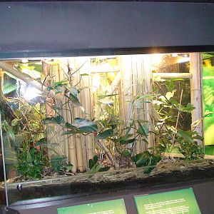 Vivarium at Manchester Museum