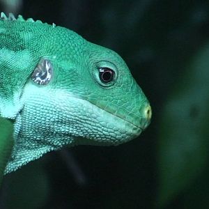 Male Fiji banded iguana