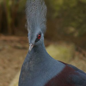 blue crowned pigeon, Jurong