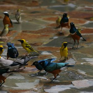 Waterfall Aviary, Jurong