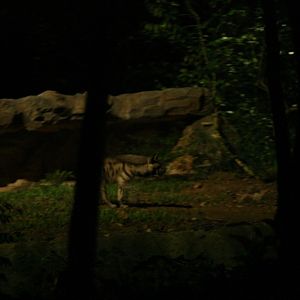 Striped Hyena, Night Safari