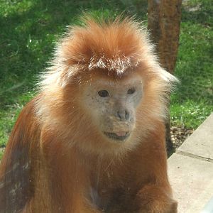 Javan Langur at Twycross Zoo