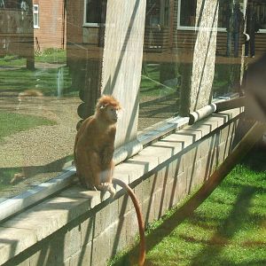 Javan Langur at Twycross Zoo