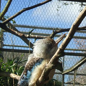 Kookaburra at Twycross