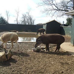 Brazilian Tapirs and Vicuna at Twycross