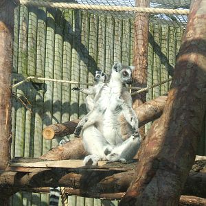 Ring-Tail Lemur at Twycross