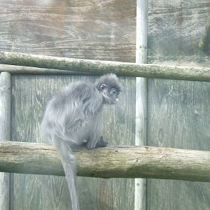 Phayre's Langur at Twycross