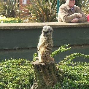 Meerkat at Twycross Zoo