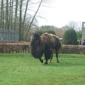Bactrian Camel at Twycross