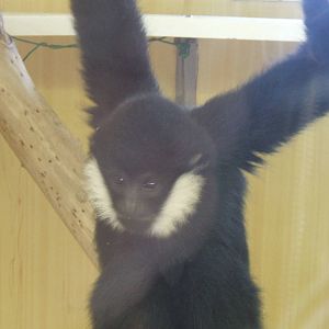 Young White-Cheeked Gibbon at Twycross