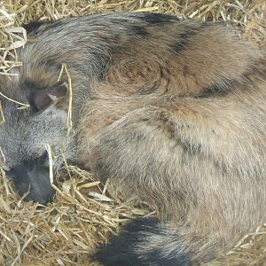 Aardwolf at Twycross