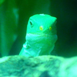 Male Fiji banded iguana