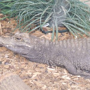 West African Dwarf Crocodile at Twycross