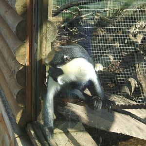 Diana Monkey at Twycross
